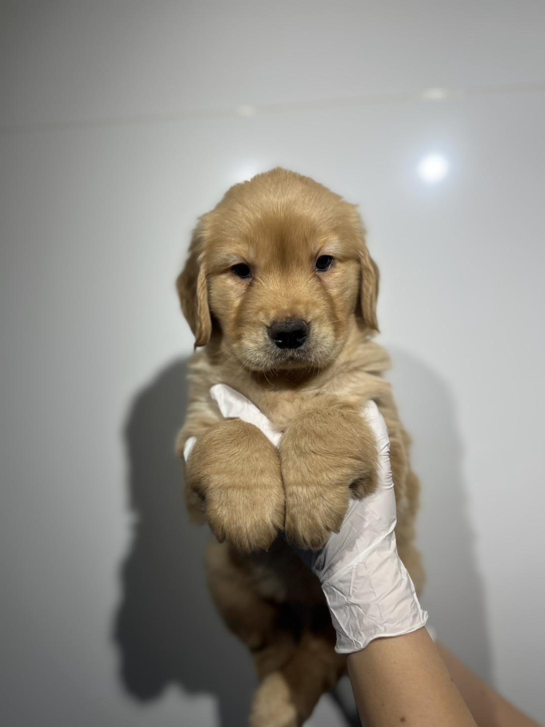 埼玉県のゴールデンレトリバー (ペッツスマイル加須インター店/2025年11月3日生まれ/女の子/ゴールデン)の子犬の2枚目の画像