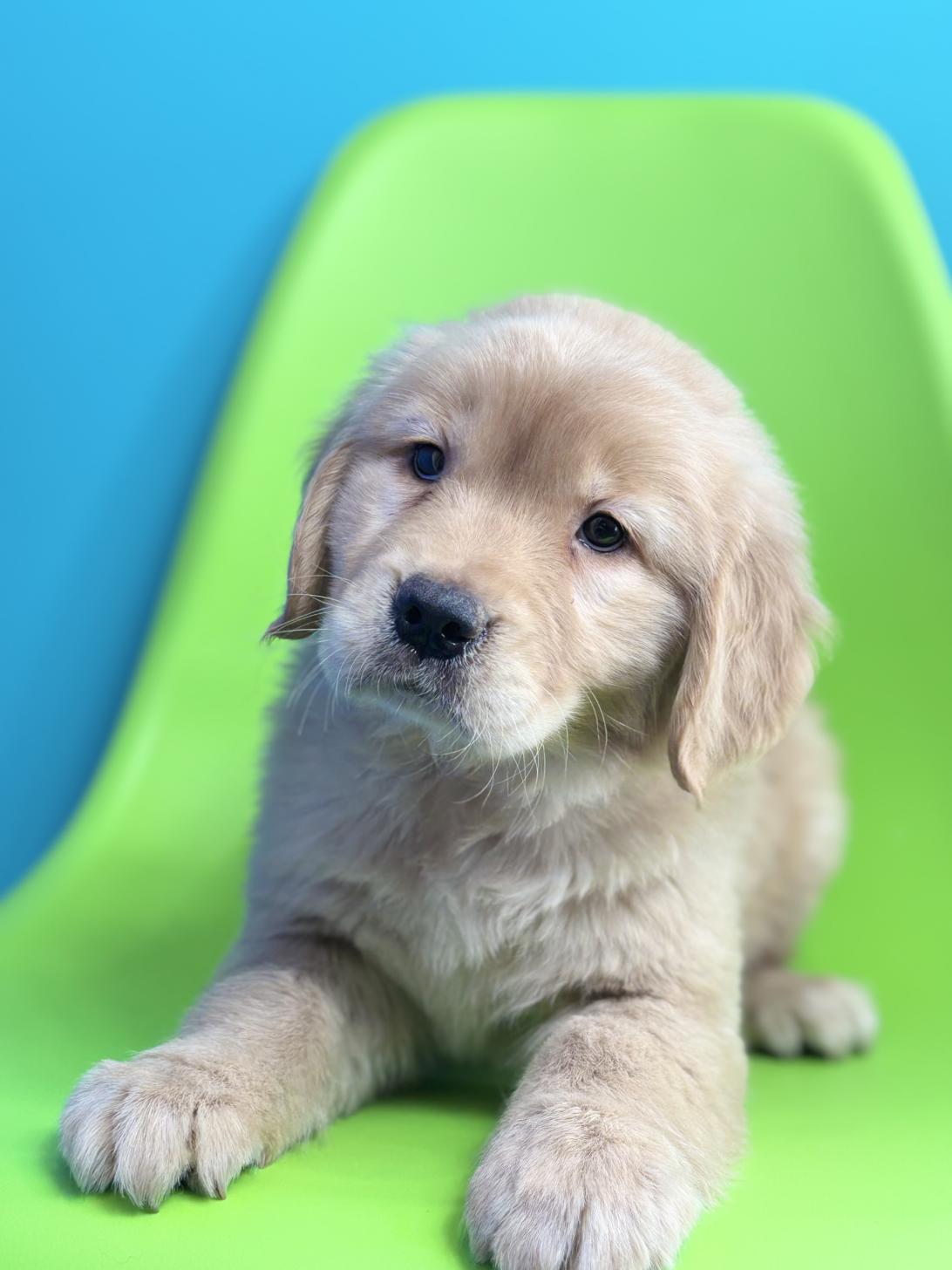 埼玉県のゴールデンレトリバー (ペッツスマイル加須インター店/2025年11月3日生まれ/女の子/ゴールデン)の子犬の2枚目の画像