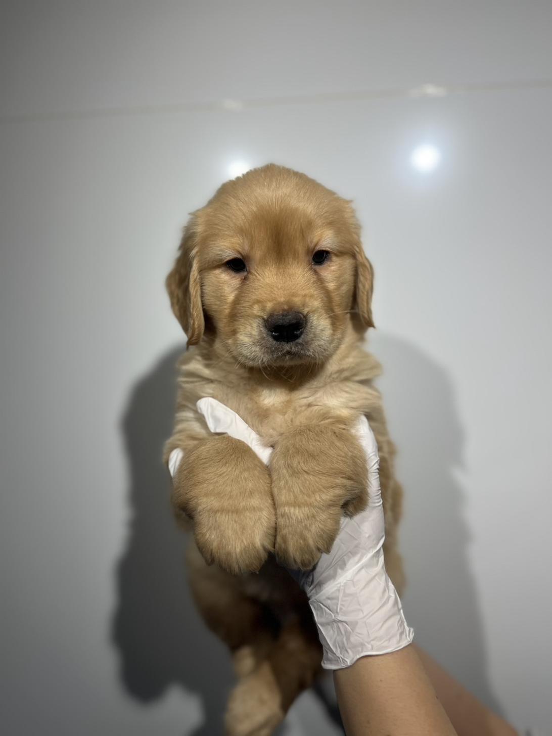 埼玉県のゴールデンレトリバー (ペッツスマイル加須インター店/2025年11月3日生まれ/女の子/ゴールデン)の子犬の3枚目の画像