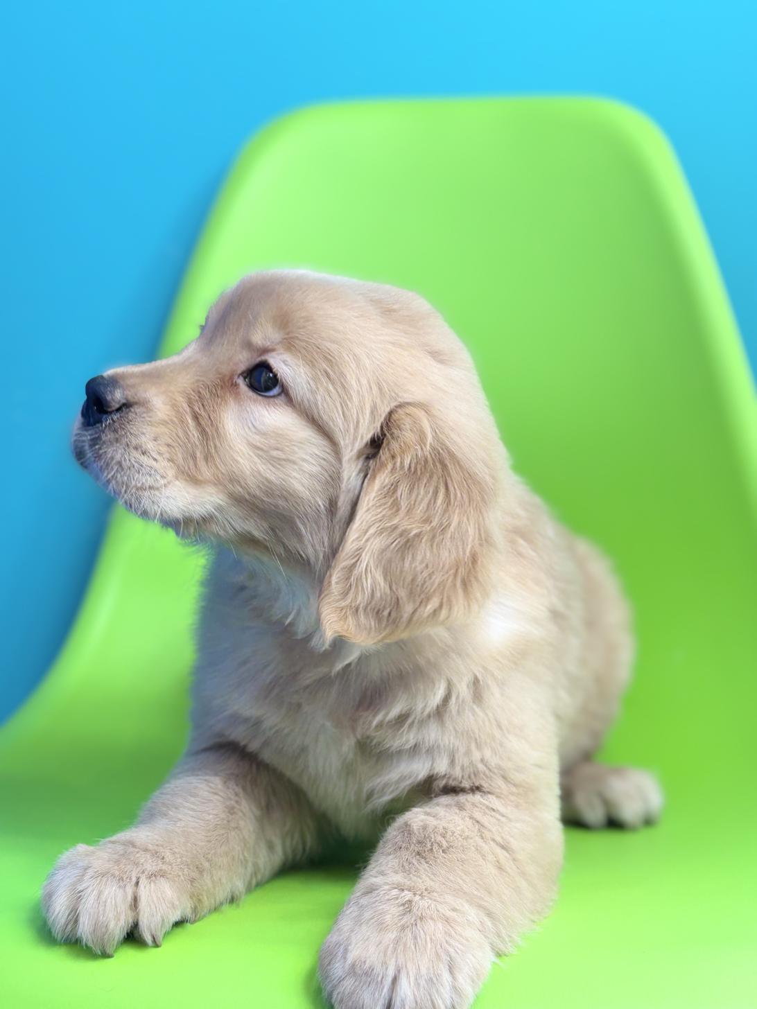 埼玉県のゴールデンレトリバー (ペッツスマイル加須インター店/2025年11月3日生まれ/女の子/ゴールデン)の子犬の3枚目の画像