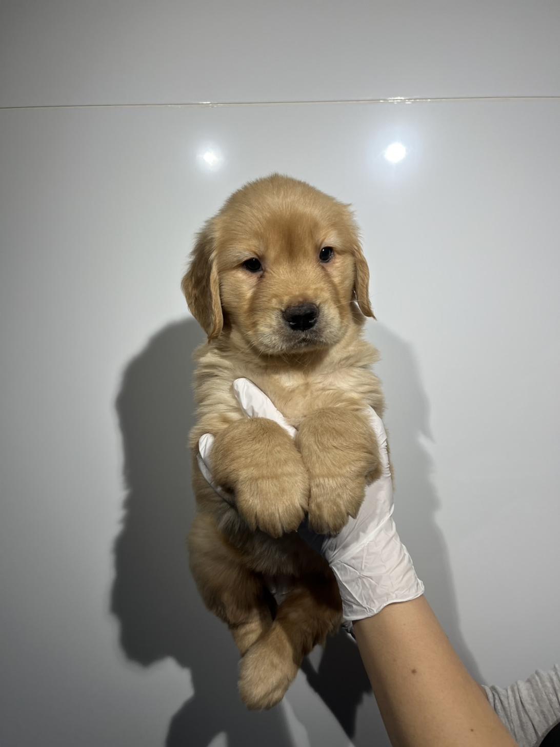 埼玉県のゴールデンレトリバー (ペッツスマイル加須インター店/2025年11月3日生まれ/女の子/ゴールデン)の子犬の4枚目の画像