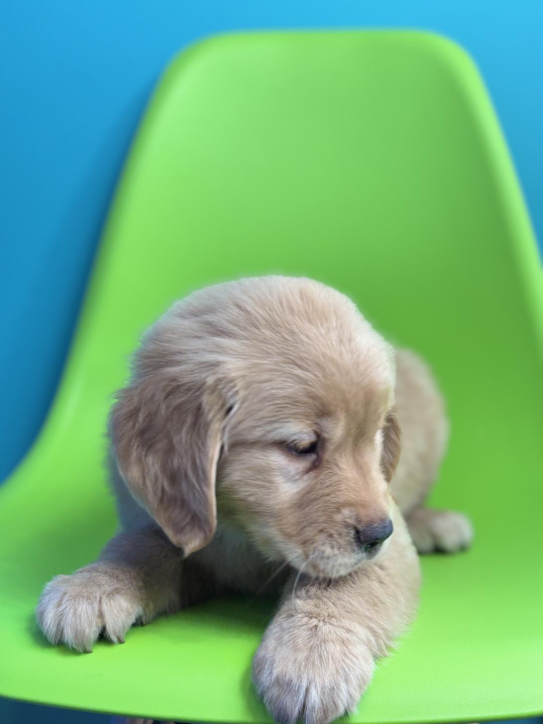 埼玉県のゴールデンレトリバー (ペッツスマイル加須インター店/2025年11月3日生まれ/女の子/ゴールデン)の子犬の4枚目の画像