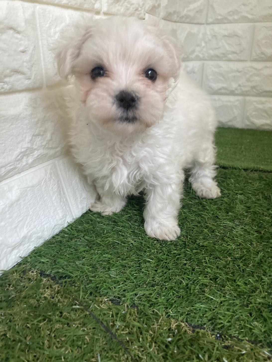 東京都のマルチーズ (ペットショップcoco東京港区店/2025年9月6日生まれ/女の子/ホワイト)の子犬