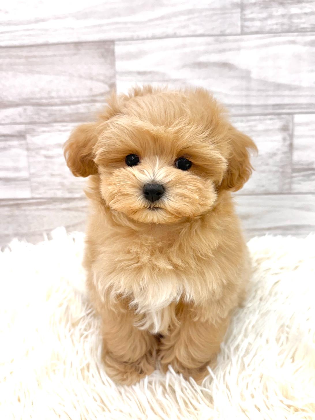 神奈川県のマルプー(マルチーズ×プードル) (ペッツコンシェル川崎小田栄店/2026年1月27日生まれ/男の子/オレンジフォーン)の子犬