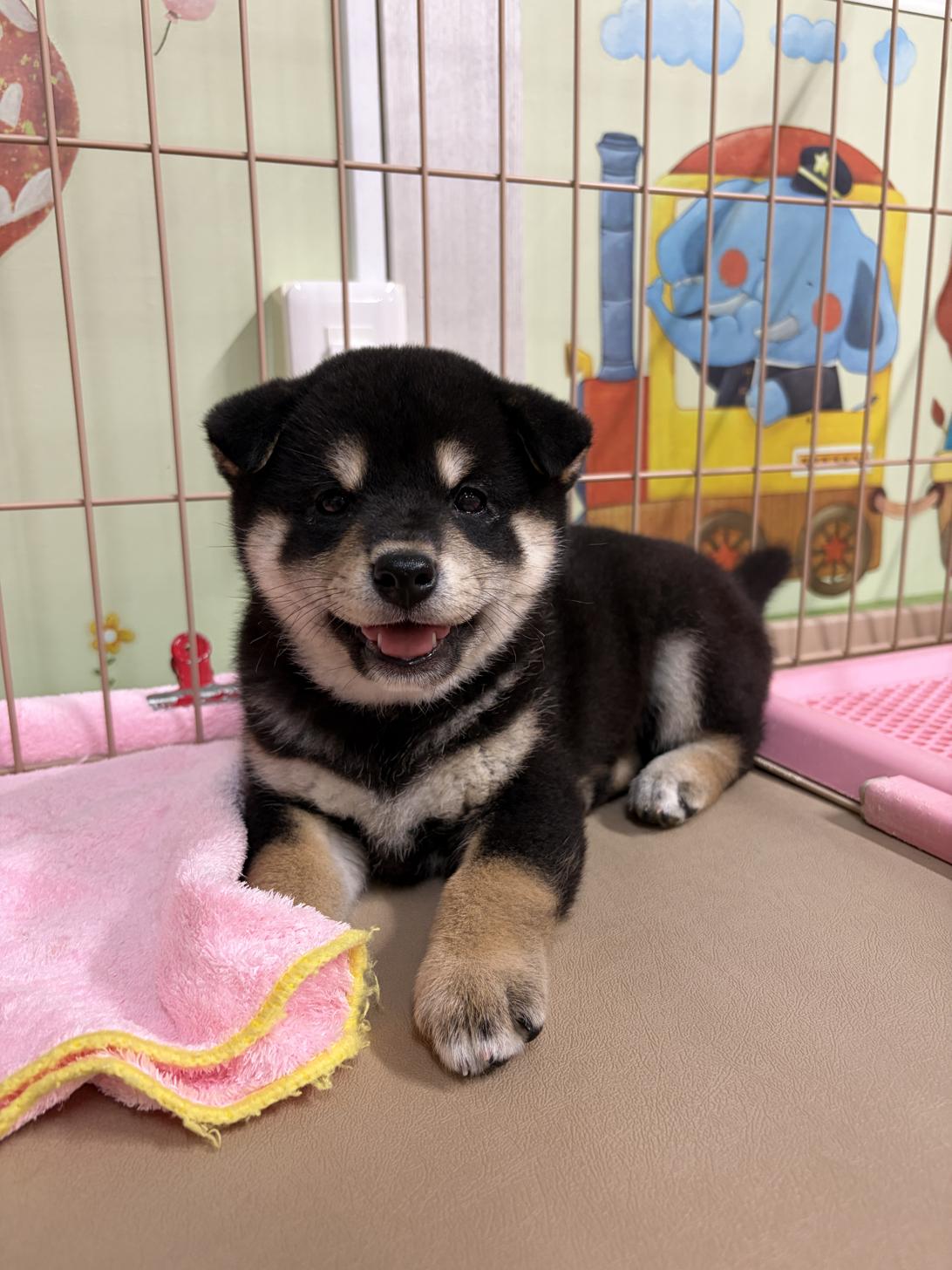 愛知県の柴犬(標準サイズ) (子いぬの足あと/2026年5月17日生まれ/女の子/黒)の子犬