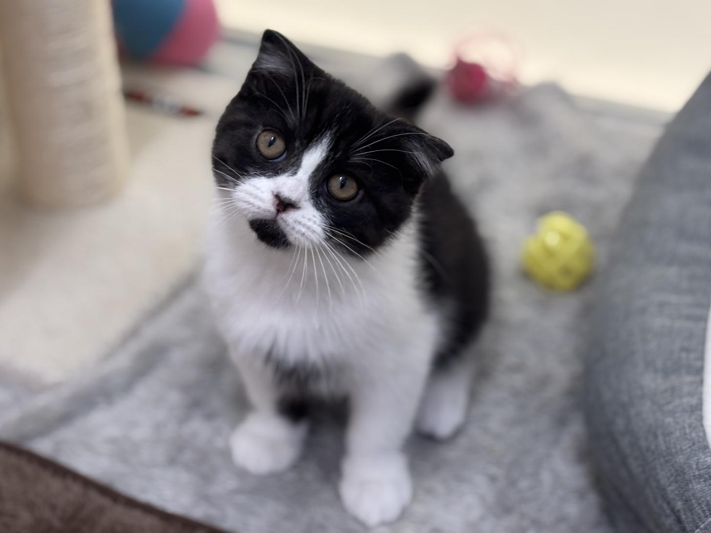 神奈川県のスコティッシュフォールド (Doggy Style 小田原店/2025年8月23日生まれ/男の子/ブラックスモークタビーホワイト)の子猫の1枚目の画像