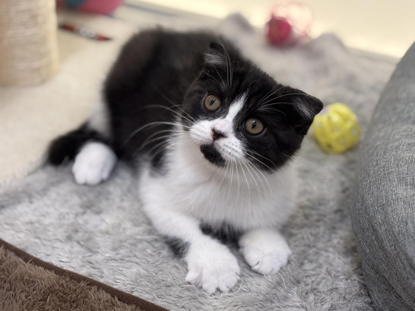 神奈川県のスコティッシュフォールド (Doggy Style 小田原店/2025年8月23日生まれ/男の子/ブラックスモークタビーホワイト)の子猫の2枚目の画像