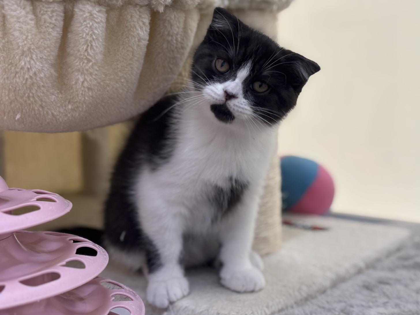 神奈川県のスコティッシュフォールド (Doggy Style 小田原店/2025年8月23日生まれ/男の子/ブラックスモークタビーホワイト)の子猫の3枚目の画像