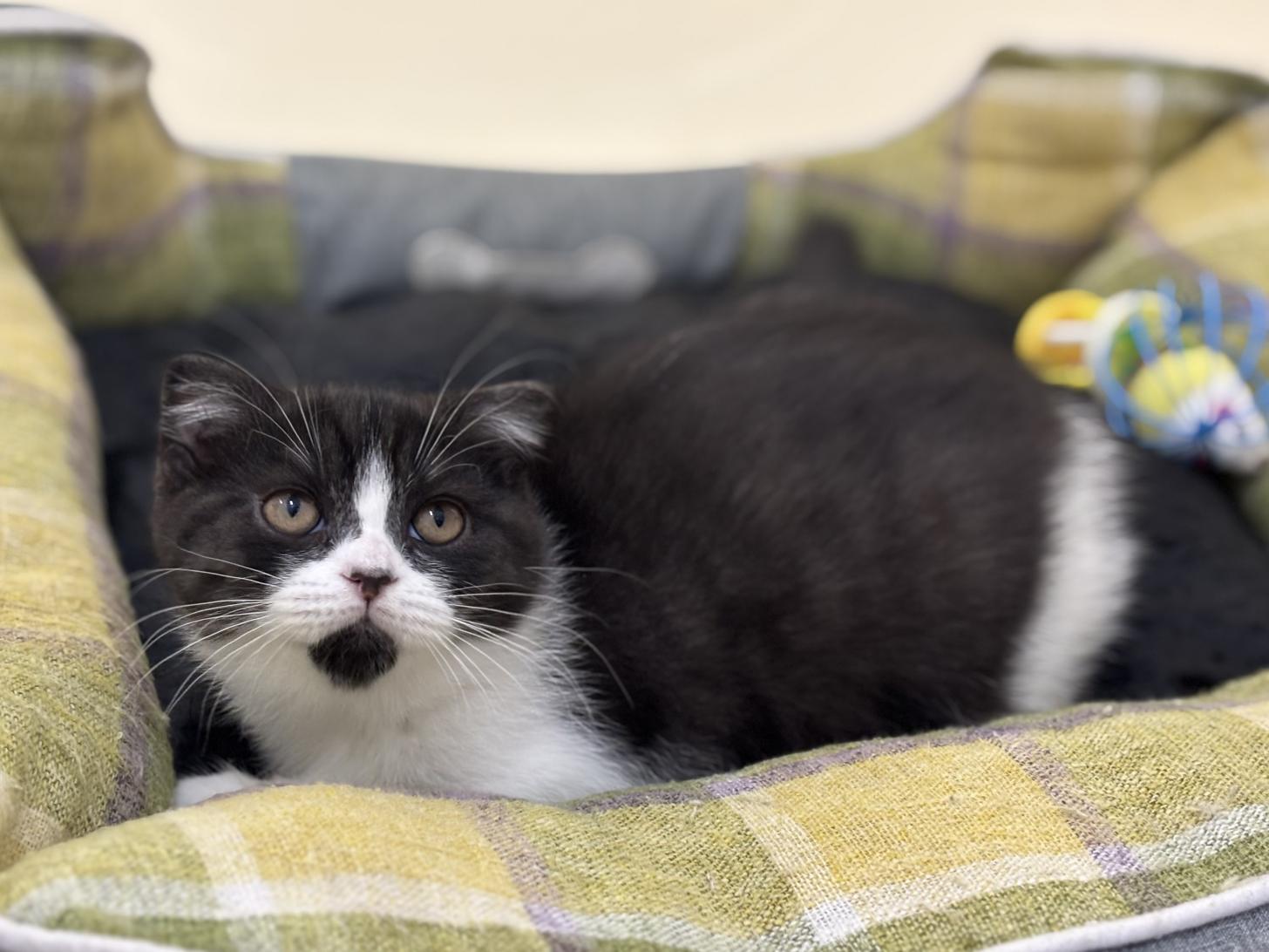 神奈川県のスコティッシュフォールド (Doggy Style 小田原店/2025年8月23日生まれ/男の子/ブラックスモークタビーホワイト)の子猫の4枚目の画像