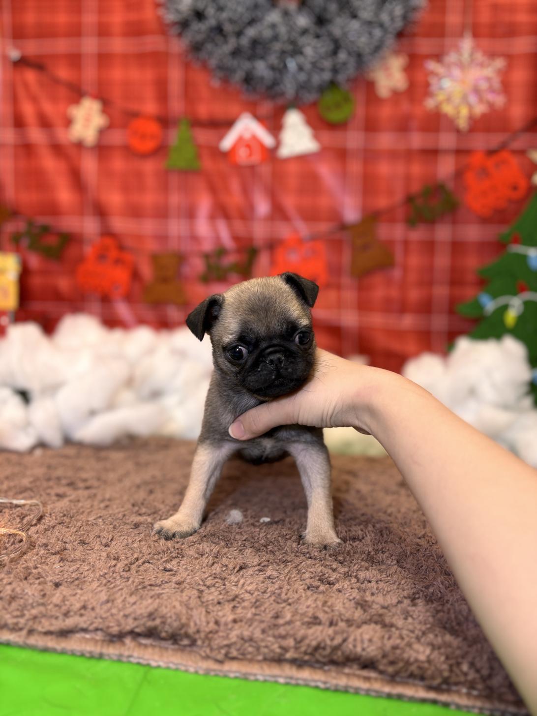 北海道のパグ (ラブワンコ平岸店/2025年10月4日生まれ/女の子/フォーン)の子犬