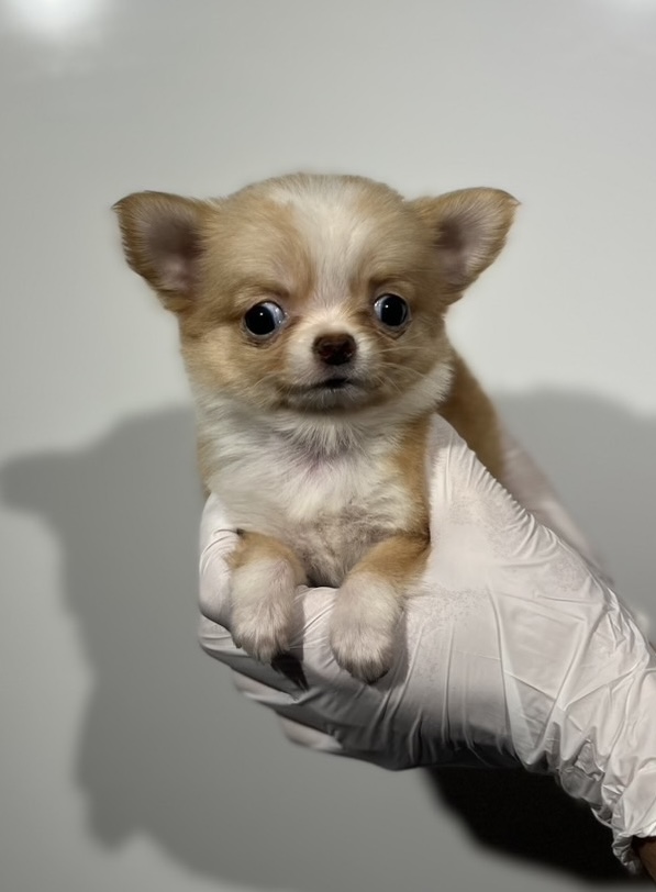 埼玉県のチワワ(ロング) (ペッツスマイル南中野店/2025年8月24日生まれ/女の子/レッドホワイト)の子犬の1枚目の画像