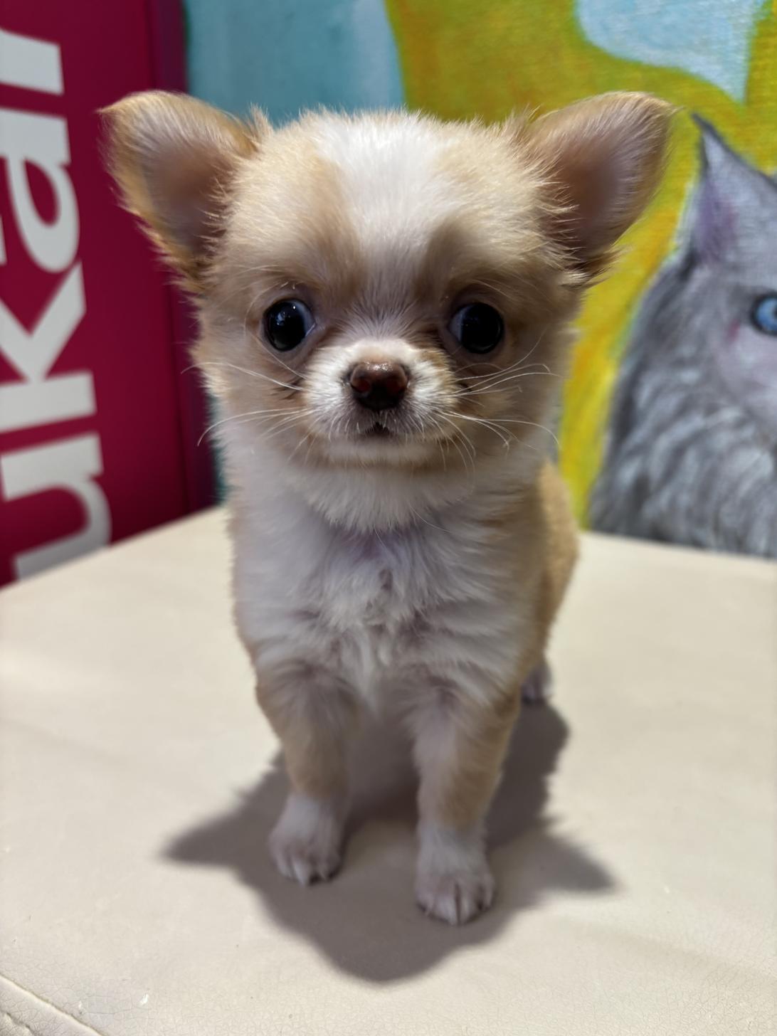 埼玉県のチワワ(ロング) (ペッツスマイル南中野店/2025年8月24日生まれ/女の子/レッドホワイト)の子犬の1枚目の画像