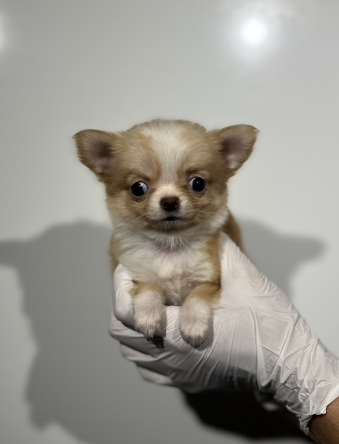 埼玉県のチワワ(ロング) (ペッツスマイル南中野店/2025年8月24日生まれ/女の子/レッドホワイト)の子犬の2枚目の画像