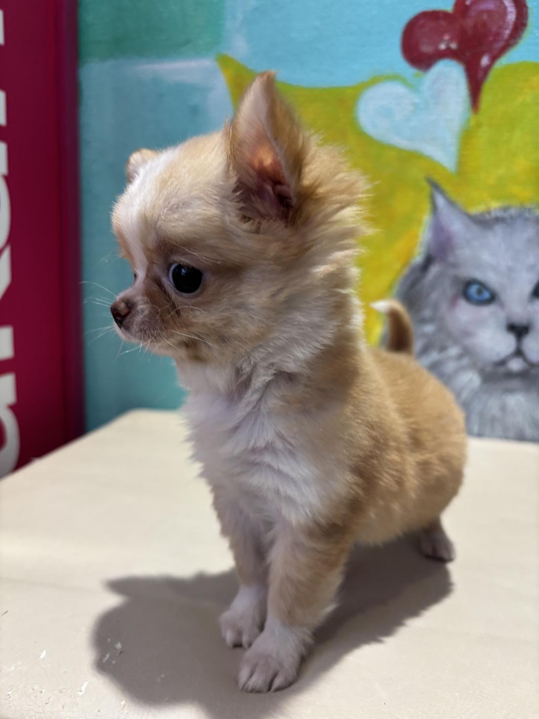 埼玉県のチワワ(ロング) (ペッツスマイル南中野店/2025年8月24日生まれ/女の子/レッドホワイト)の子犬の2枚目の画像