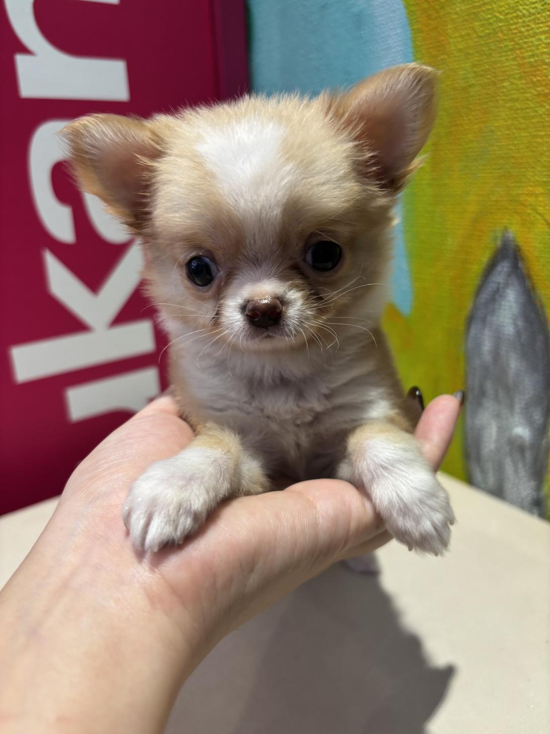 埼玉県のチワワ(ロング) (ペッツスマイル南中野店/2025年8月24日生まれ/女の子/レッドホワイト)の子犬の3枚目の画像
