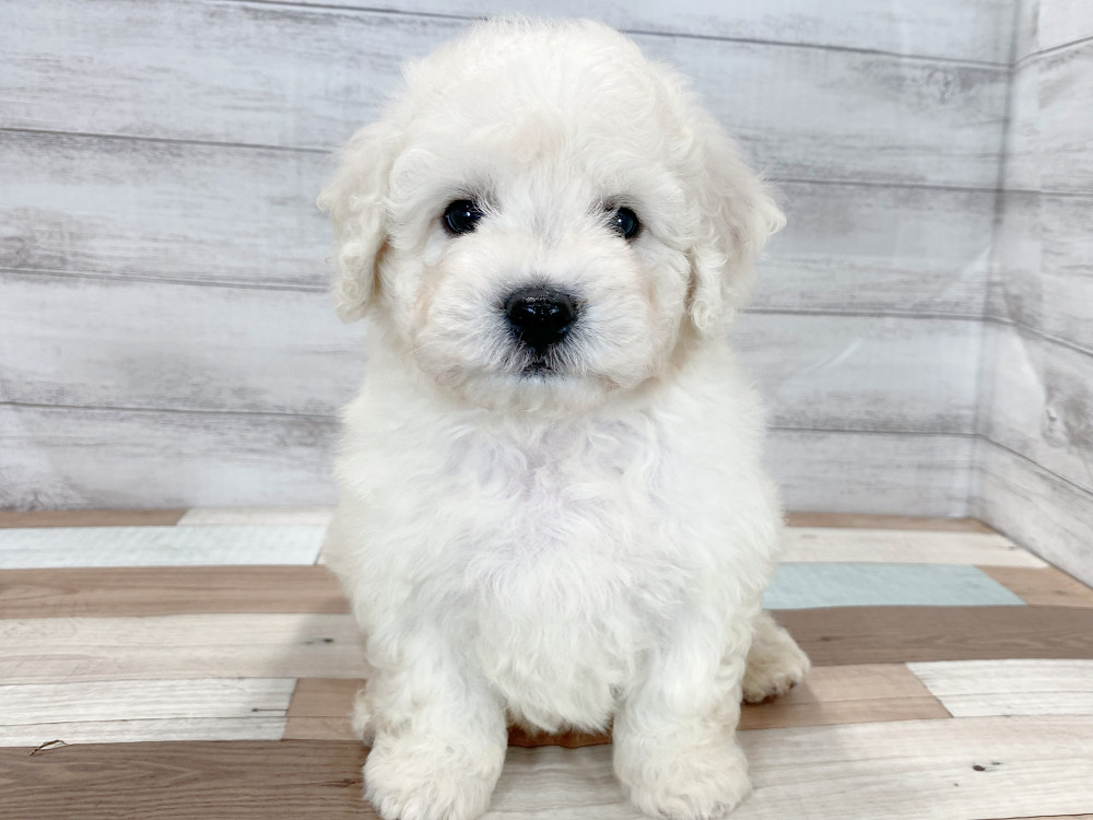 新潟県のビションフリーゼ (竹内ペット 新津本店/2026年6月28日生まれ/男の子/ホワイト)の子犬の1枚目の画像