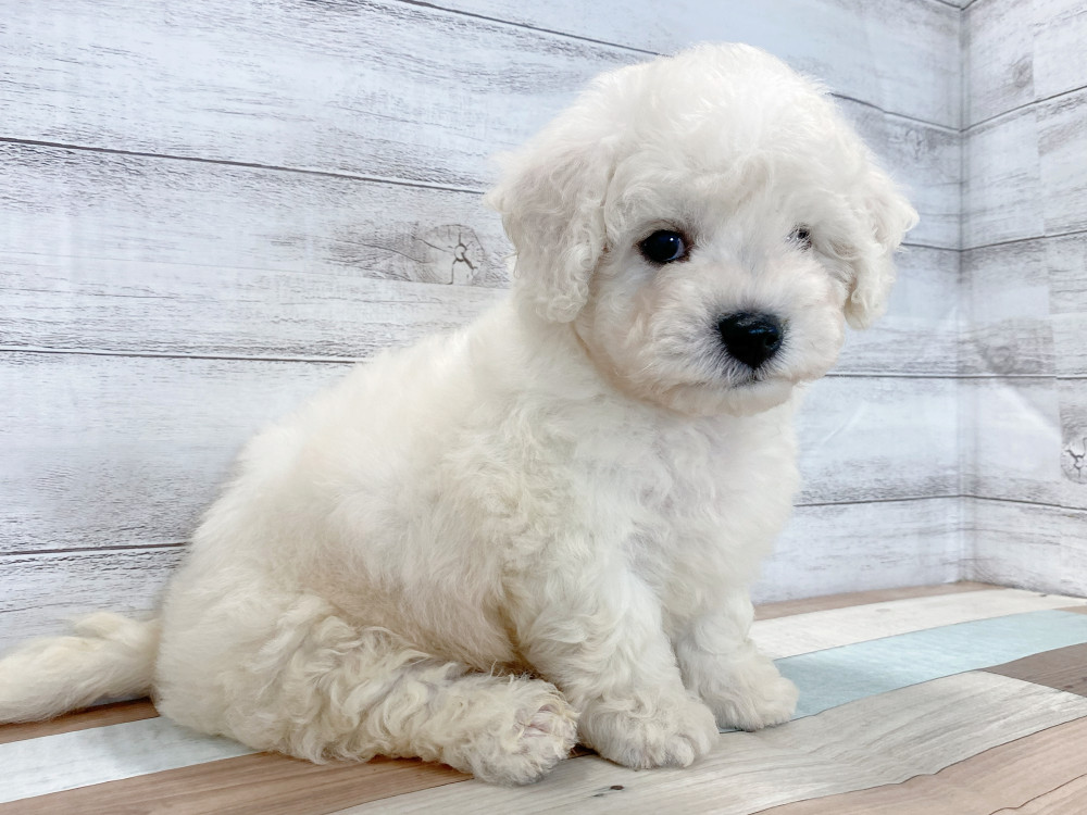 新潟県のビションフリーゼ (竹内ペット 新津本店/2026年6月28日生まれ/男の子/ホワイト)の子犬の3枚目の画像