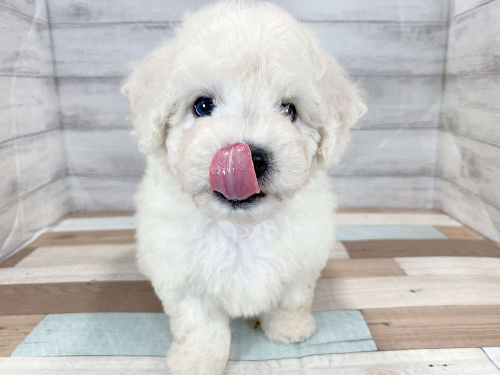 新潟県のビションフリーゼ (竹内ペット 新津本店/2026年6月28日生まれ/男の子/ホワイト)の子犬の4枚目の画像