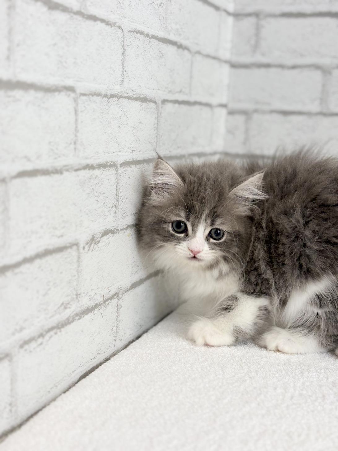 埼玉県のサイベリアン (ペッツスマイル加須インター店/2025年8月29日生まれ/女の子/ブルータビーホワイト)の子猫