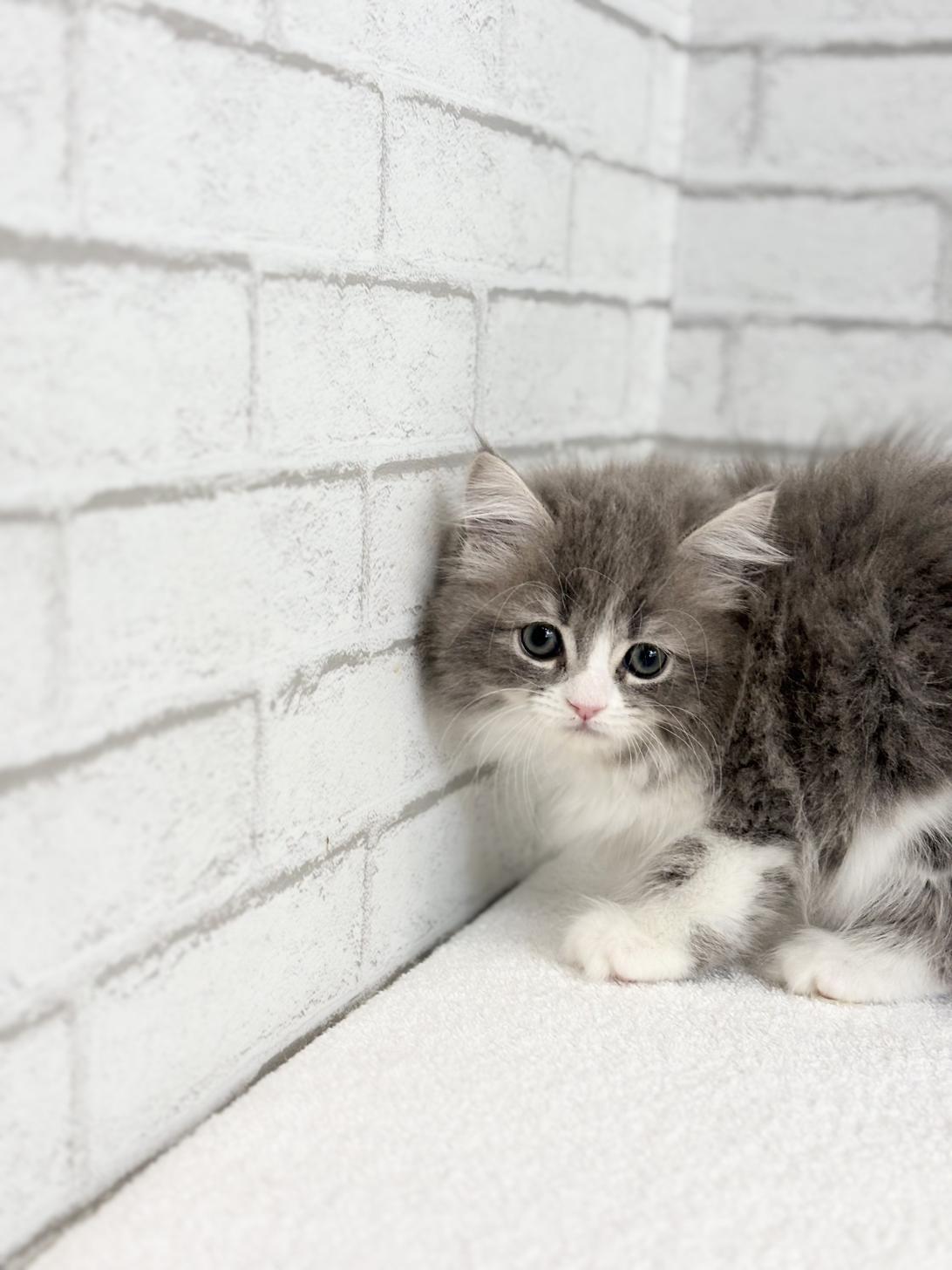 埼玉県のサイベリアン (ペッツスマイル加須インター店/2025年8月29日生まれ/女の子/ブルータビーホワイト)の子猫の2枚目の画像