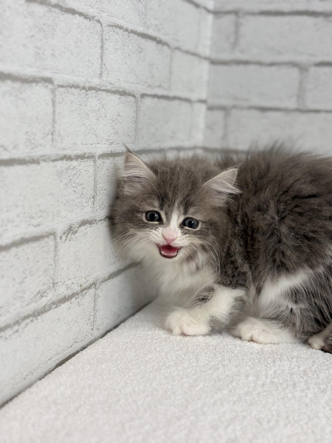 埼玉県のサイベリアン (ペッツスマイル加須インター店/2025年8月29日生まれ/女の子/ブルータビーホワイト)の子猫の3枚目の画像