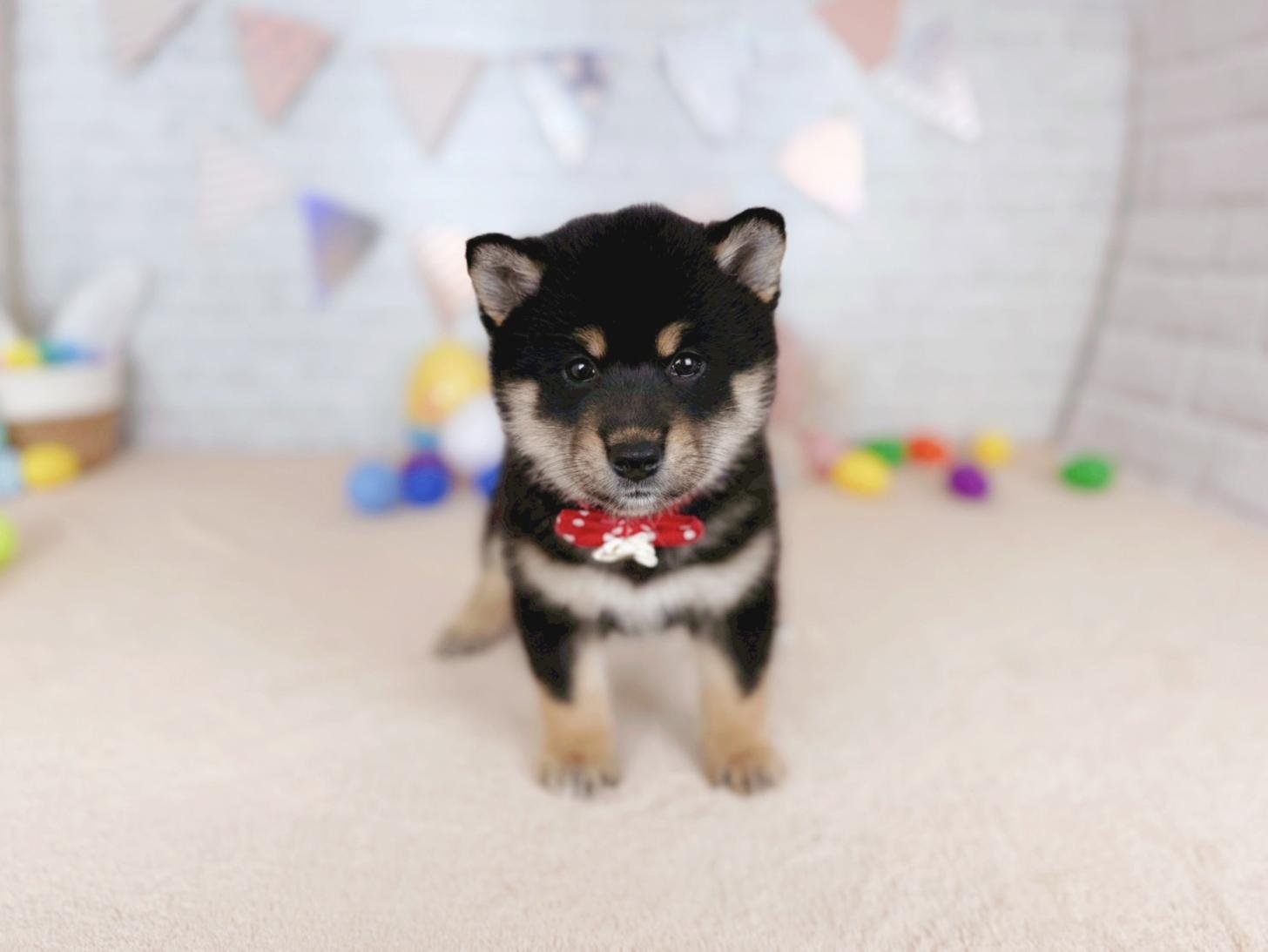 北海道の柴犬(標準サイズ) (ペットショップだんぼ/2026年3月14日生まれ/女の子/黒)の子犬の1枚目の画像