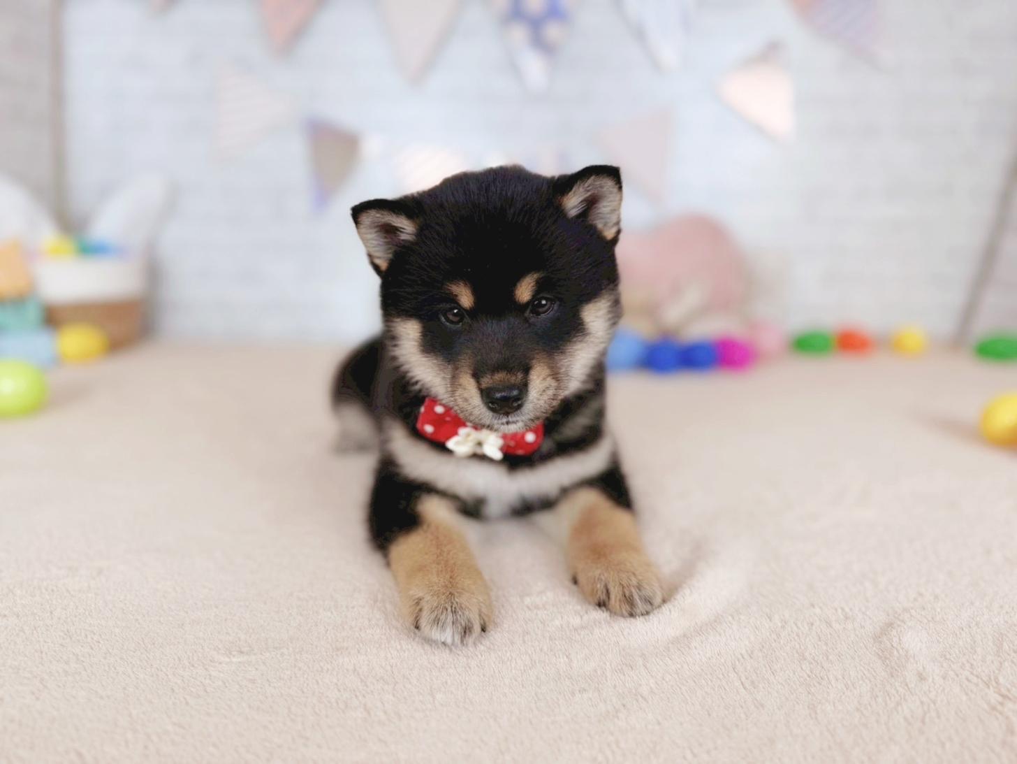 北海道の柴犬(標準サイズ) (ペットショップだんぼ/2026年3月14日生まれ/女の子/黒)の子犬の3枚目の画像