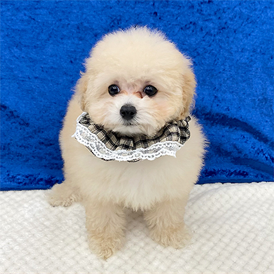 大阪府のトイプードル(タイニー) (ぱぴぷぺっと大阪店/2025年9月16日生まれ/男の子/クリーム)の子犬の1枚目の画像