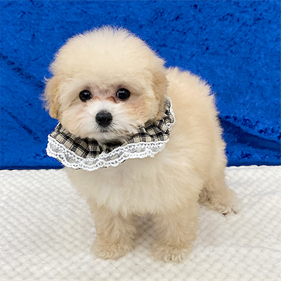 大阪府のトイプードル(タイニー) (ぱぴぷぺっと大阪店/2025年9月16日生まれ/男の子/クリーム)の子犬の2枚目の画像