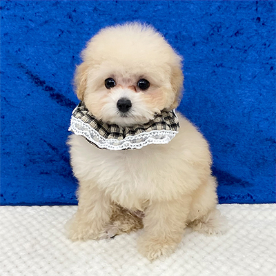 大阪府のトイプードル(タイニー) (ぱぴぷぺっと大阪店/2025年9月16日生まれ/男の子/クリーム)の子犬の3枚目の画像