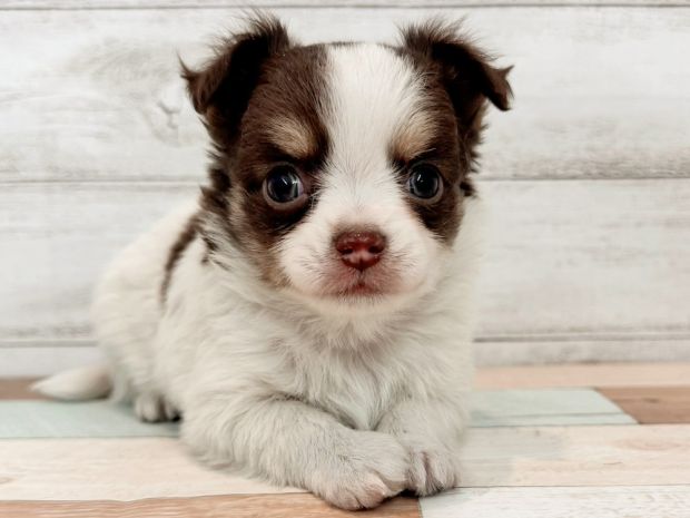 2026年1月9日生まれのチワワ(ロング)