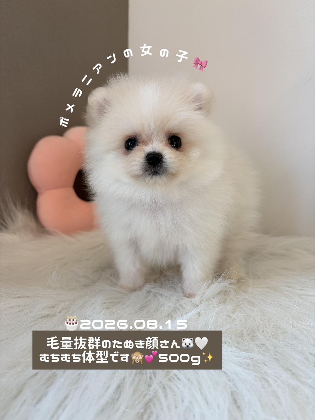 埼玉県のポメラニアン (PETSHOP FATIS/2026年8月15日生まれ/女の子/ホワイト)の子犬の1枚目の画像