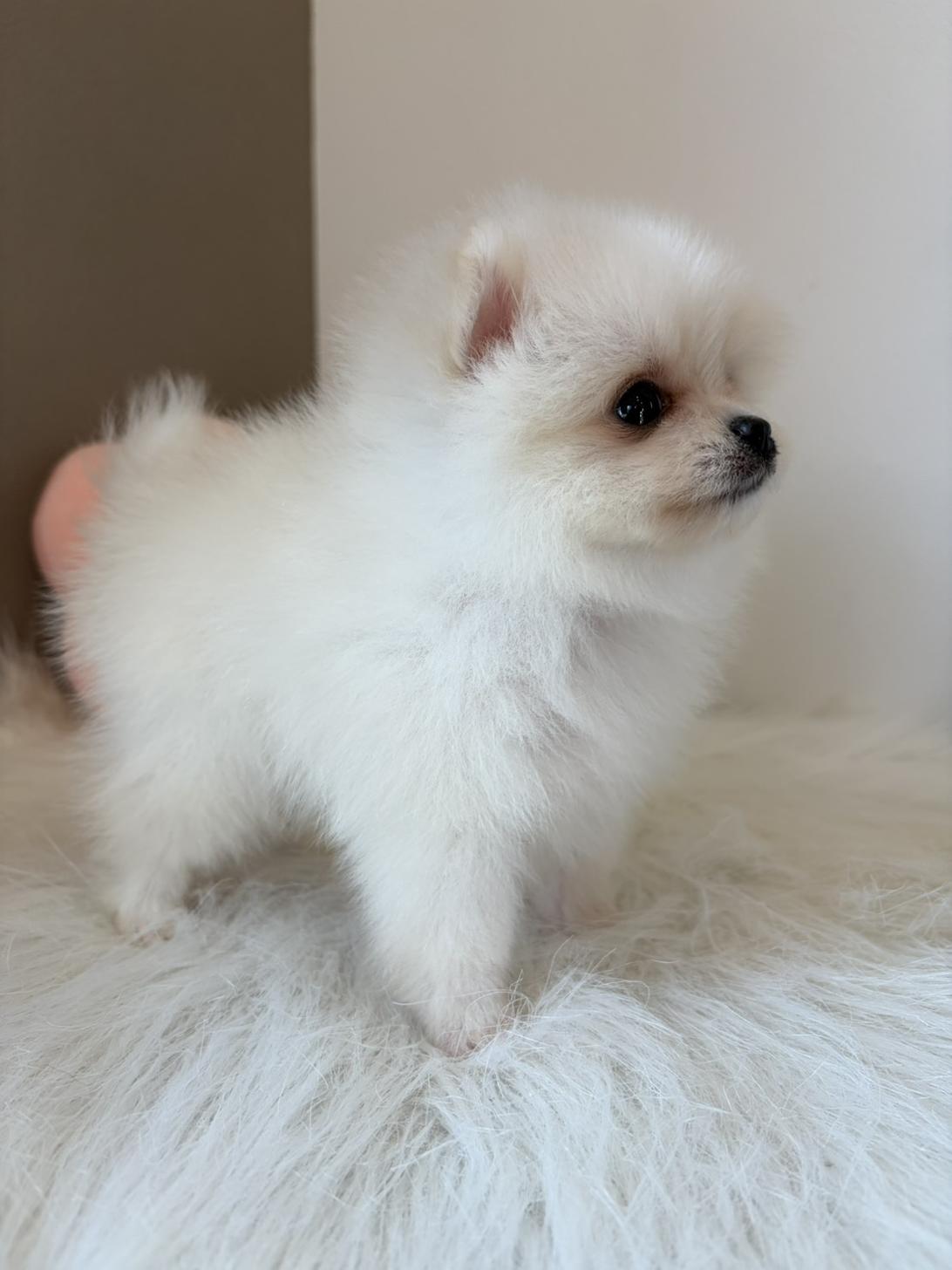 埼玉県のポメラニアン (PETSHOP FATIS/2026年8月15日生まれ/女の子/ホワイト)の子犬の3枚目の画像