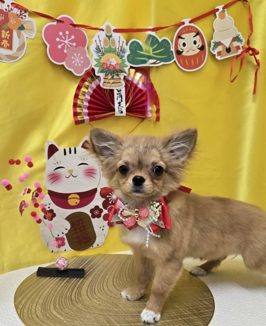 兵庫県のチワワ(ロング) (フクエイペット/2025年8月3日生まれ/女の子/フォーンマール)の子犬の2枚目の画像