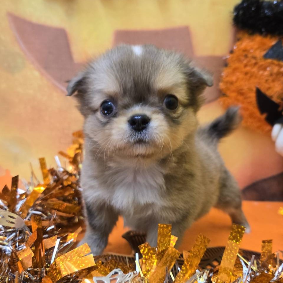 兵庫県のチワワ(ロング) (フクエイペット/2025年8月3日生まれ/女の子/フォーンマール)の子犬の3枚目の画像