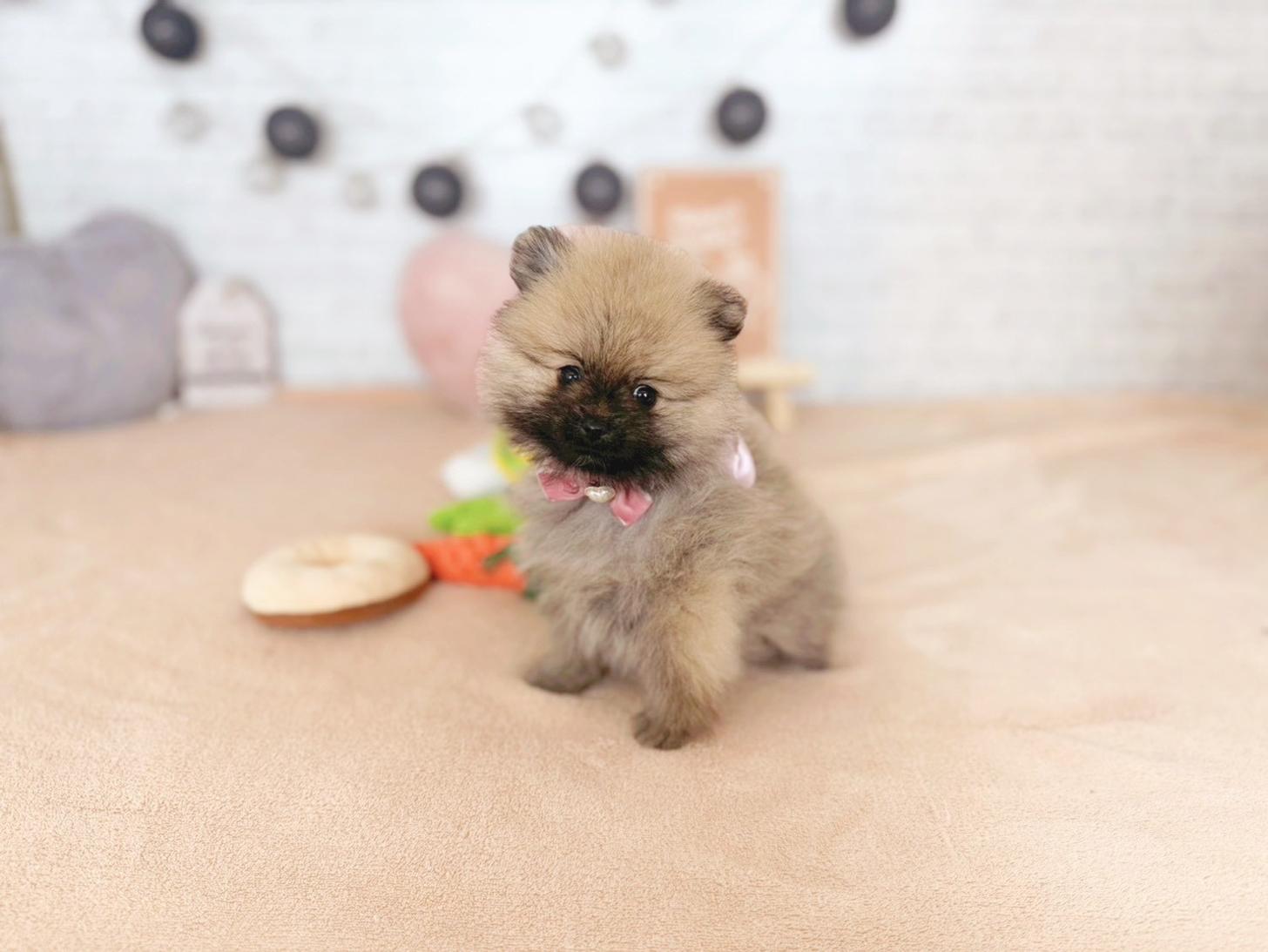 北海道のポメラニアン (ペットショップだんぼ/2025年10月23日生まれ/女の子/オレンジセーブル)の子犬