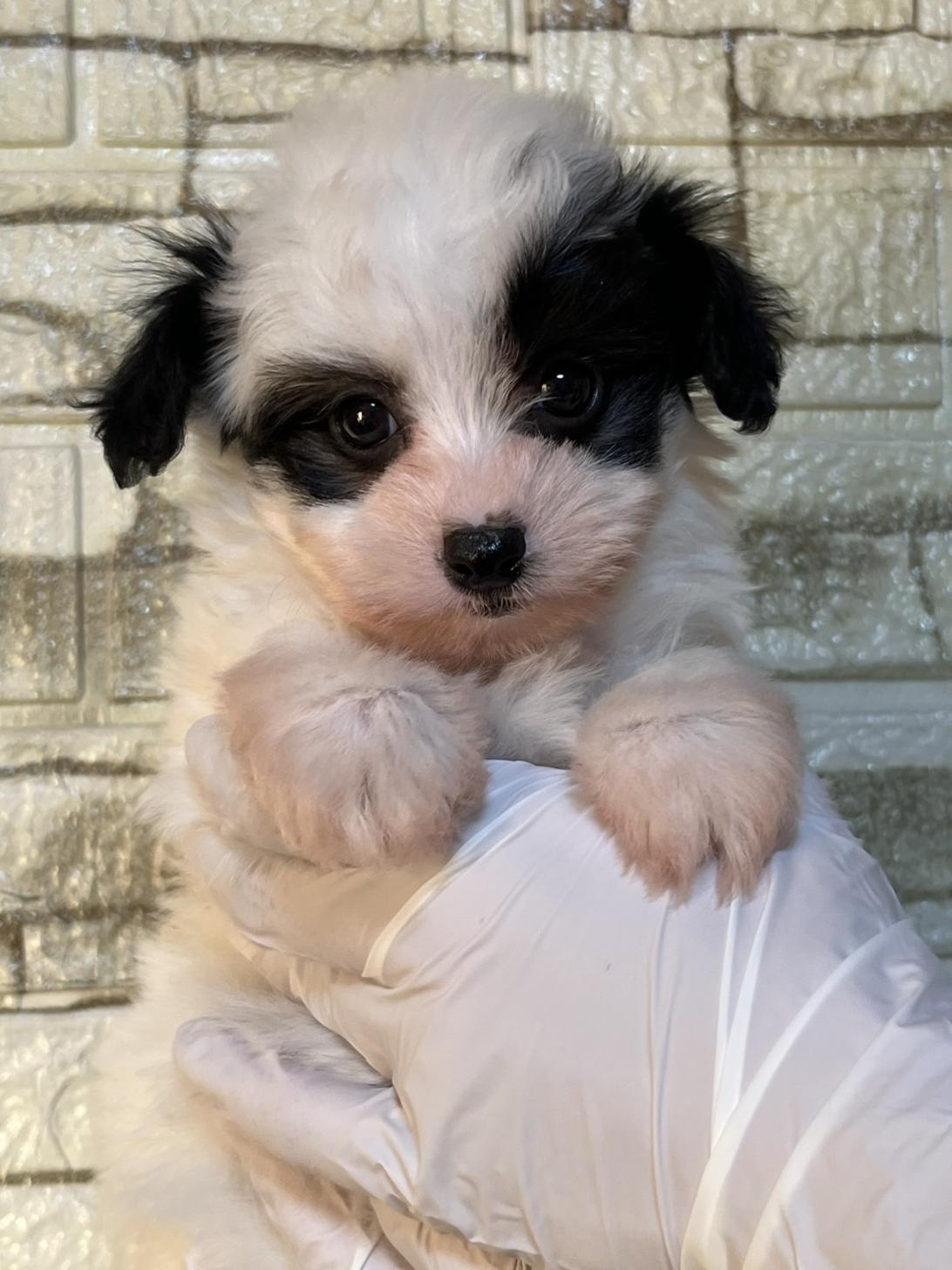 埼玉県のマルプー(マルチーズ×プードル) (ペッツスマイル南中野店/2025年10月11日生まれ/男の子/その他色)の子犬の1枚目の画像