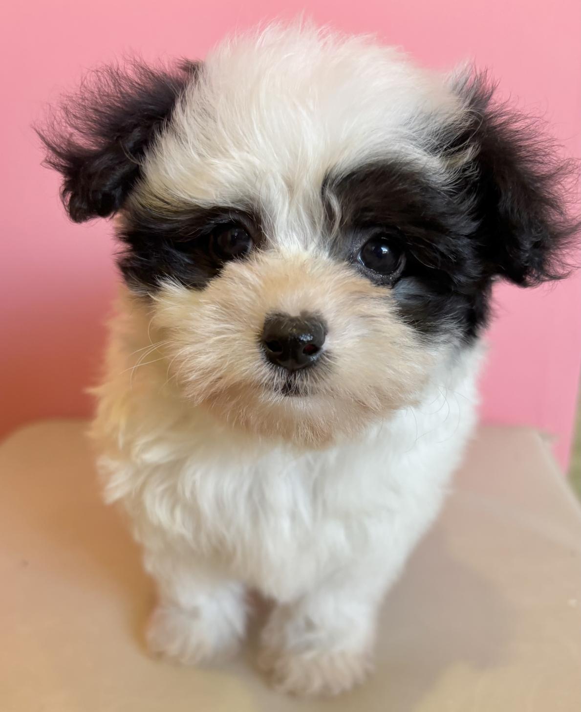 埼玉県のマルプー(マルチーズ×プードル) (ペッツスマイル南中野店/2025年10月11日生まれ/男の子/その他色)の子犬の1枚目の画像