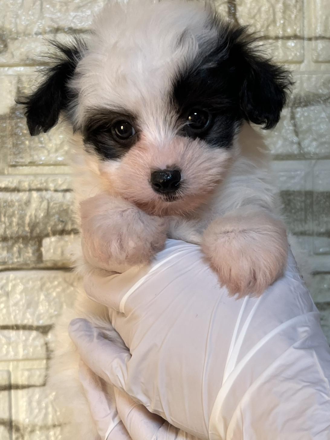 埼玉県のマルプー(マルチーズ×プードル) (ペッツスマイル南中野店/2025年10月11日生まれ/男の子/その他色)の子犬の2枚目の画像