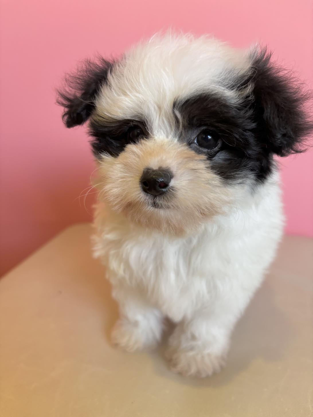 埼玉県のマルプー(マルチーズ×プードル) (ペッツスマイル南中野店/2025年10月11日生まれ/男の子/その他色)の子犬の2枚目の画像