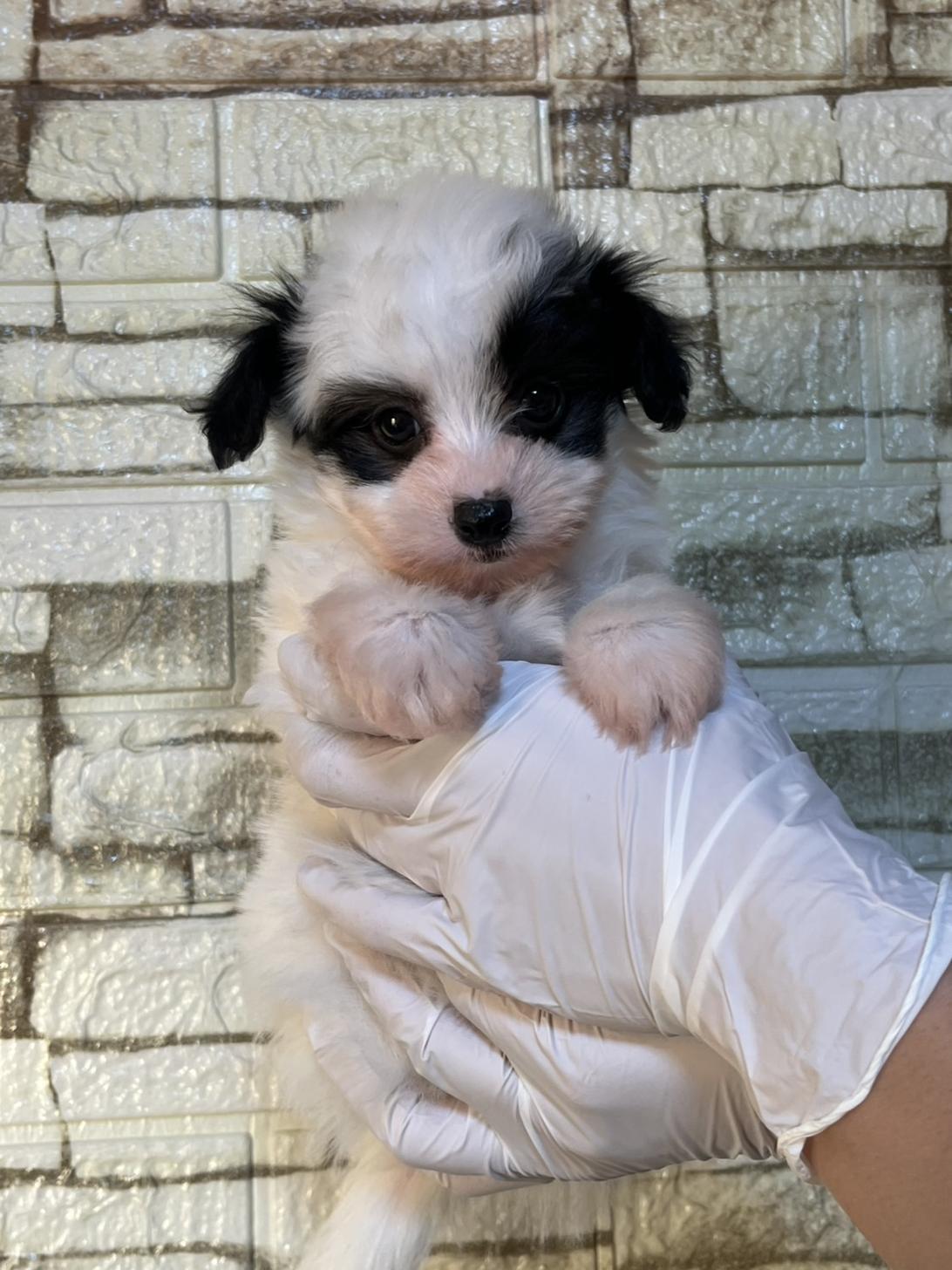 埼玉県のマルプー(マルチーズ×プードル) (ペッツスマイル南中野店/2025年10月11日生まれ/男の子/その他色)の子犬の3枚目の画像