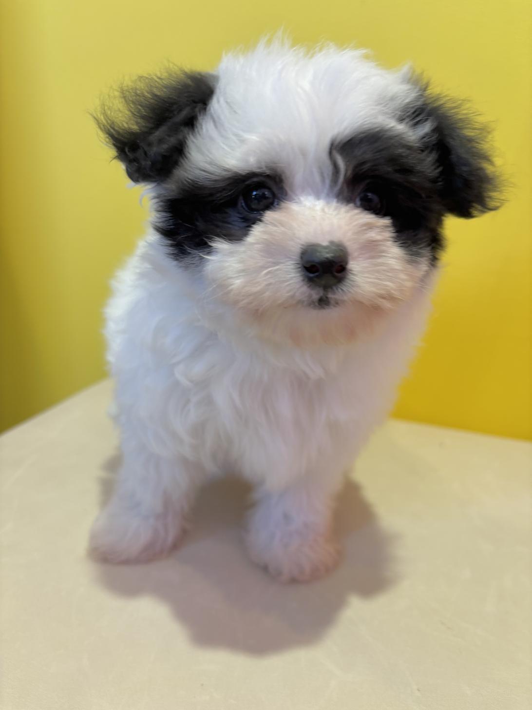 埼玉県のマルプー(マルチーズ×プードル) (ペッツスマイル南中野店/2025年10月11日生まれ/男の子/その他色)の子犬の3枚目の画像