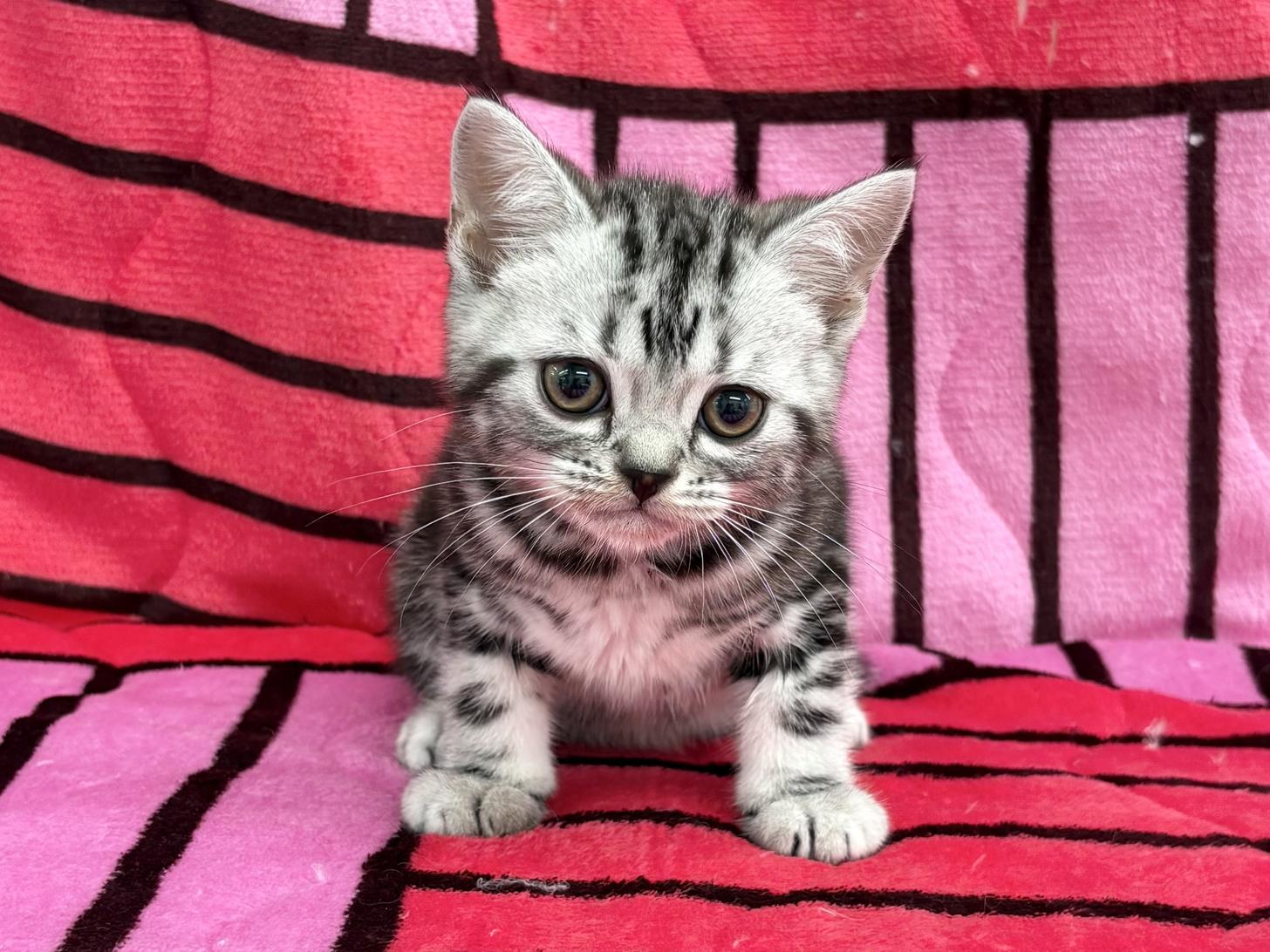 愛知県のアメリカンショートヘアー (ハピースペット春日井アミーゴ店/2025年12月3日生まれ/男の子/シルバータビー)の子猫の1枚目の画像