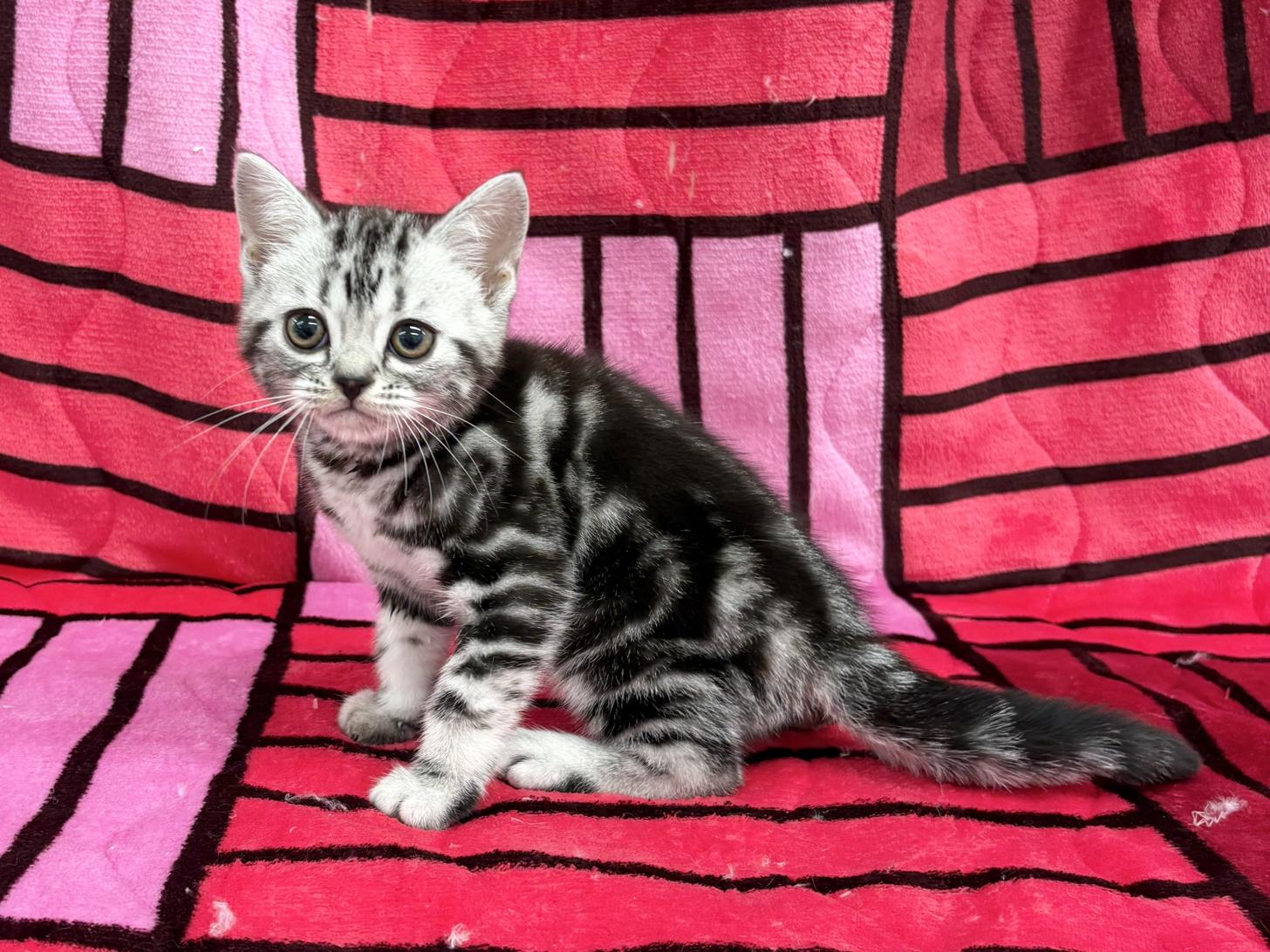 愛知県のアメリカンショートヘアー (ハピースペット春日井アミーゴ店/2025年12月3日生まれ/男の子/シルバータビー)の子猫の3枚目の画像