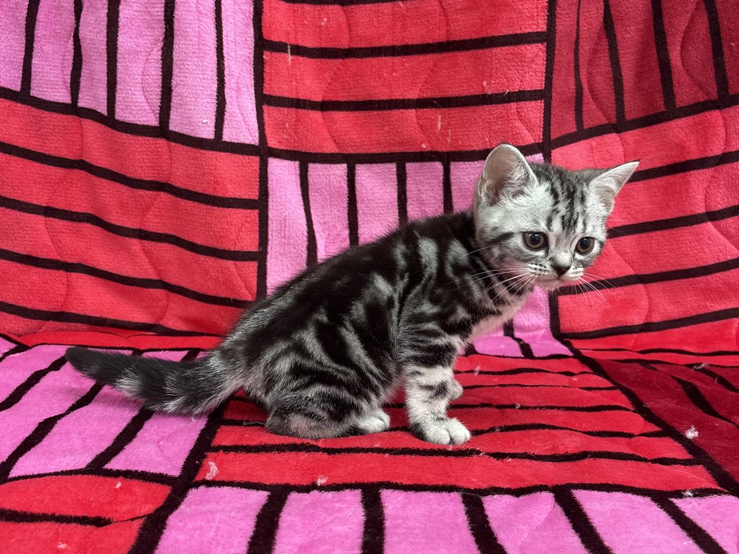 愛知県のアメリカンショートヘアー (ハピースペット春日井アミーゴ店/2025年12月3日生まれ/男の子/シルバータビー)の子猫の4枚目の画像