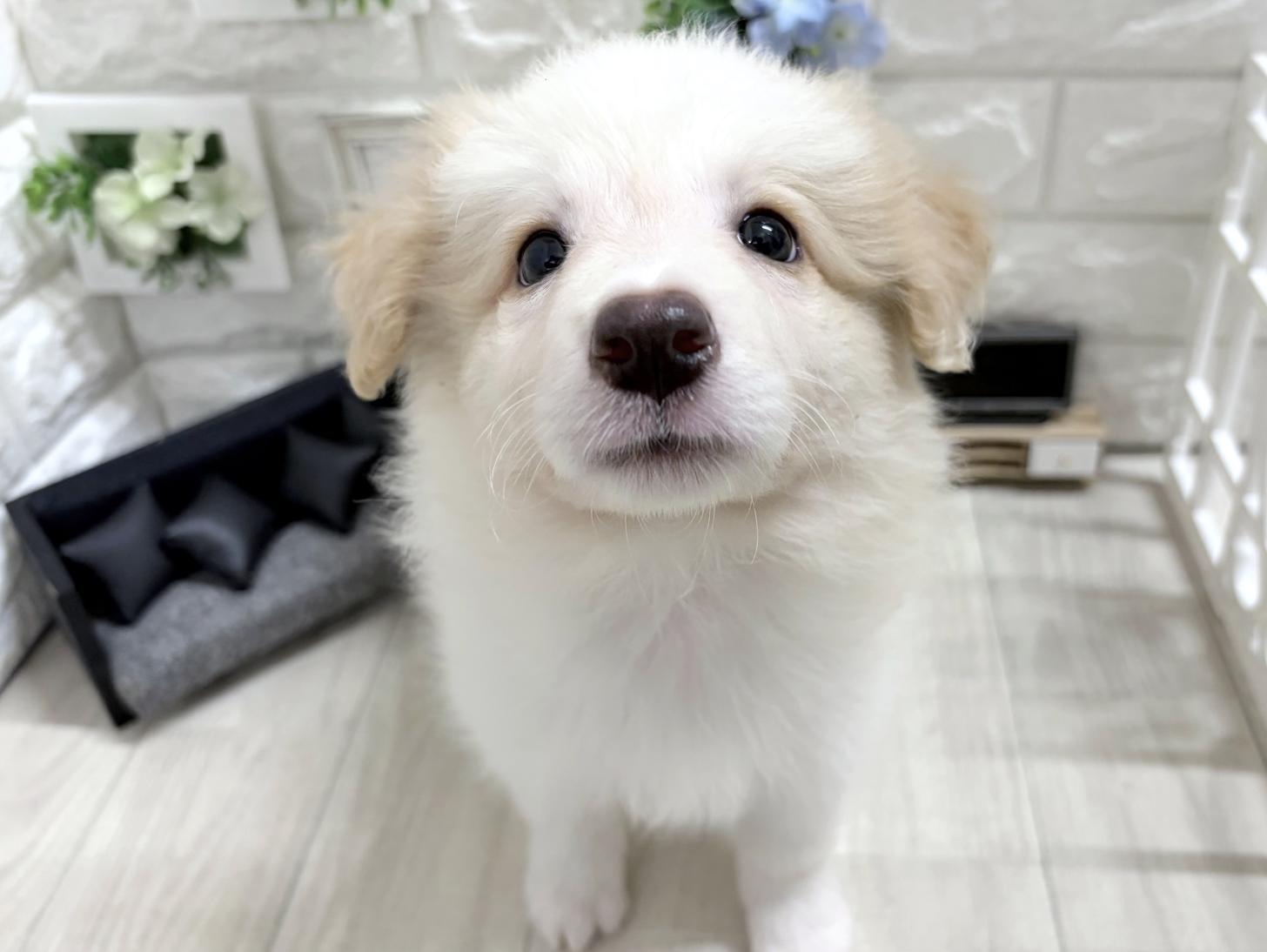 和歌山県のボーダーコリー (DOGMAN和歌山中之島店/2026年6月5日生まれ/女の子/レッドホワイト)の子犬の1枚目の画像