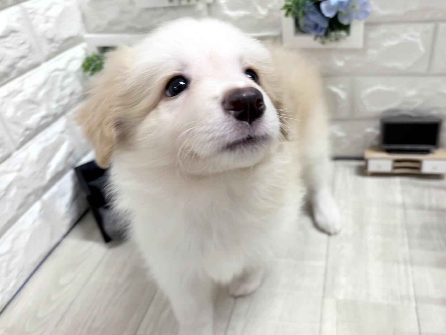 和歌山県のボーダーコリー (DOGMAN和歌山中之島店/2026年6月5日生まれ/女の子/レッドホワイト)の子犬の2枚目の画像