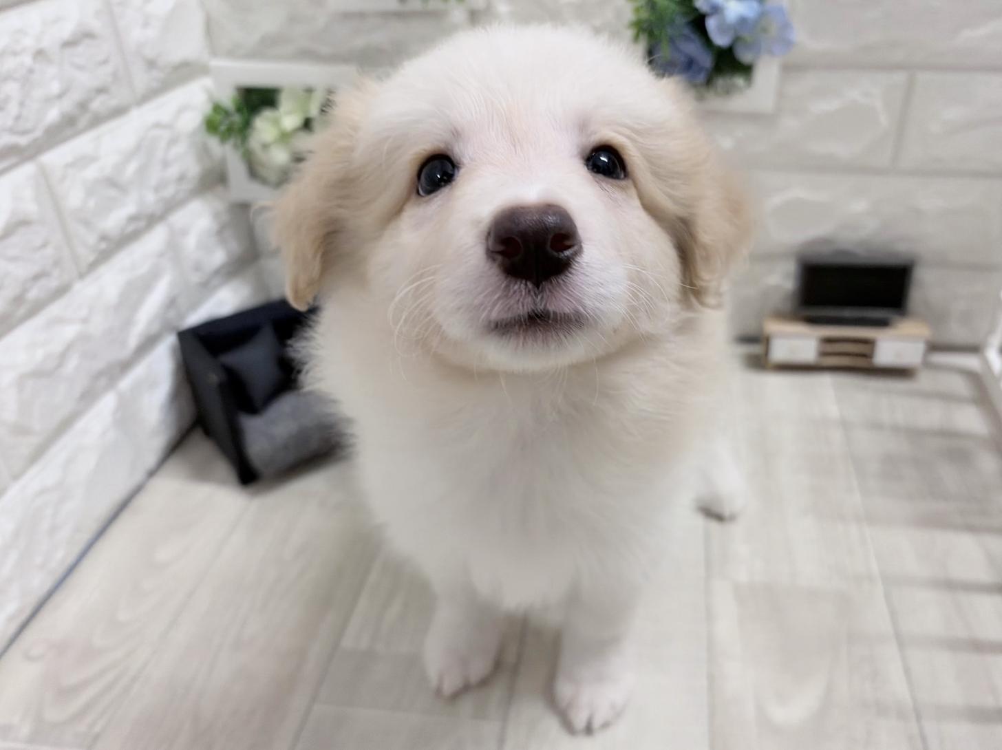 和歌山県のボーダーコリー (DOGMAN和歌山中之島店/2026年6月5日生まれ/女の子/レッドホワイト)の子犬の3枚目の画像