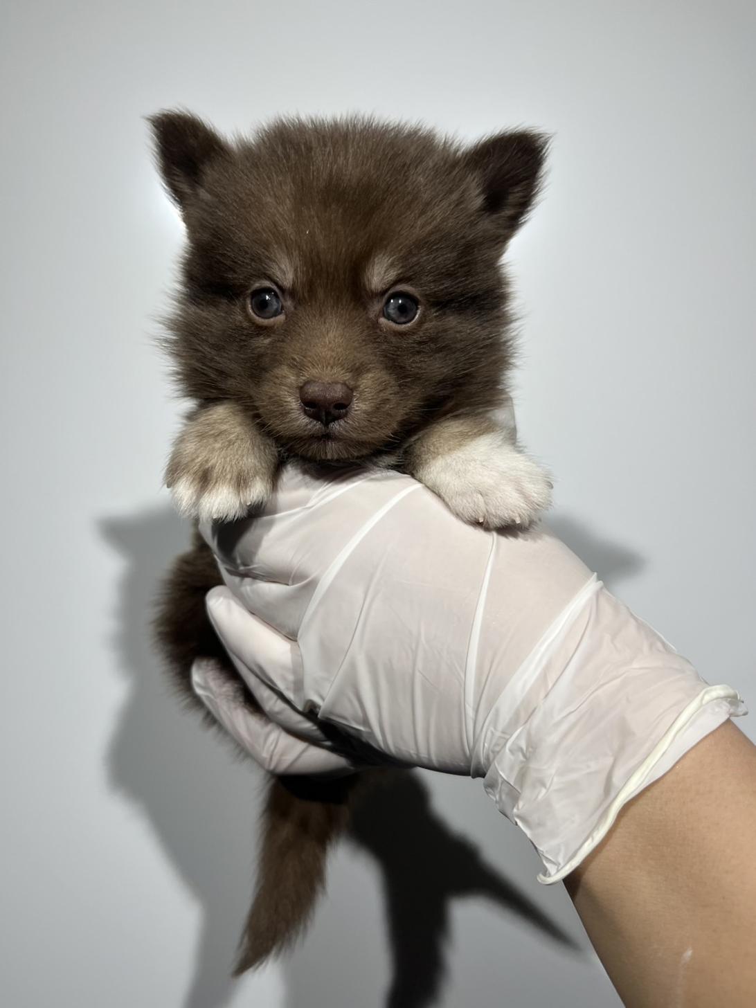 埼玉県のポンスキー(ポメラニアン×シベリアンハスキー) (ペッツスマイル加須インター店/2025年11月30日生まれ/女の子/チョコレートクリームホワイト)の子犬の1枚目の画像