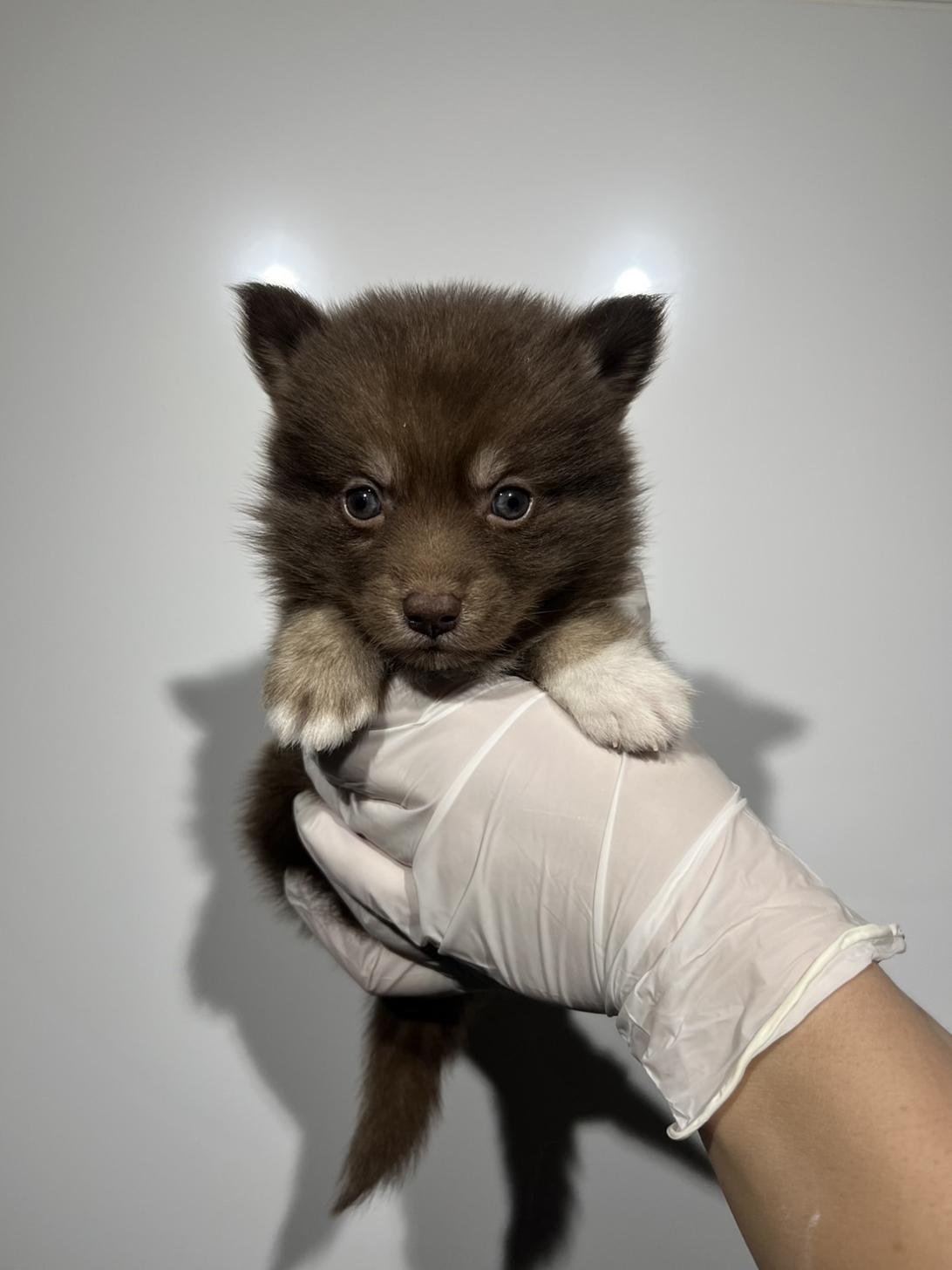 埼玉県のポンスキー(ポメラニアン×シベリアンハスキー) (ペッツスマイル加須インター店/2025年11月30日生まれ/女の子/チョコレートクリームホワイト)の子犬の2枚目の画像